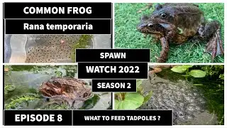 Frog spawn watch 2022 season 2 episode 8 What to feed tadpoles? The lifecycle of a frog