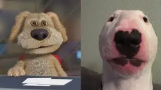 Ben reacts to other dogs