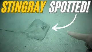 I saw this Stingray 3 nights in a row! - Antigua part 3