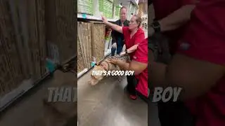 Они и понятия не имеют, какой он сильный. 🤣🤣🤣 #собаки #собачьяжизнь #любовьксобакам #собака