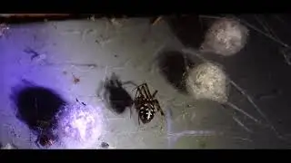 Steatoda albomaculata  Sithonia Chalkidiki Greece by Theo Fotiadis
