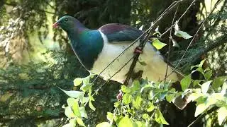 Kereru eating. New Zealand native wood pigeon.