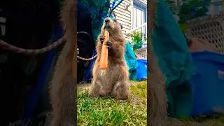 Mr. Sparkle That Dad Joke Was A Great Touchdown Of Laughs 🥕🐾 #groundhog #funny #lol #cute #adorable
