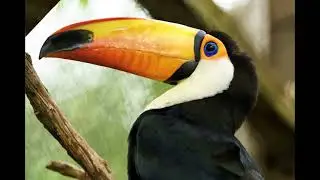 toucan hd photos 2025