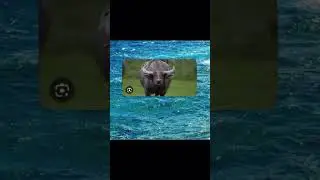 Water buffalo+water #meme #waterbuffalo #water