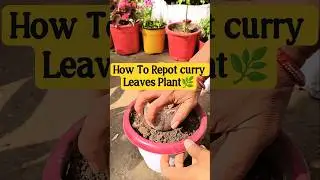 Как пересадить растение карри 🌿 | Посадка растения карри в горшок #садоводство #шорты #кадипатта