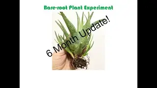 Semi Water Culture/Bare-root Plant Experiment - 6 Month Update!