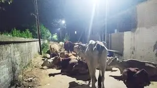 #GOPASTAMI#SAVE COWS# GOU SEVAKA#