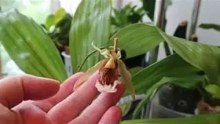 Angraecum didieri, Coelogyne speciosa, Angraecum magdalenae