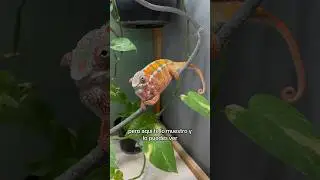 Camale&oacute;n cambiando de color 😱🔥 #camale&oacute;n #camaleones #chameleon #reptiles #animales
