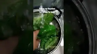 guava leaves benefits #backyardgardening #farming #farmlifevideos #herbalmedicine #guavaleaves