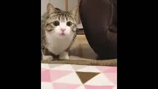 If Cats Could Talk: Funny Interpretations of Cat Meowing #TalkingCats #CatLanguage