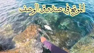 بعد مشاهدة الفيديو سوف تذهب لصيد السمك 😂🎣 صيد السمك من الشاطئ سلطنة عمان 🇴🇲