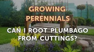 Can I Root Plumbago From Cuttings?