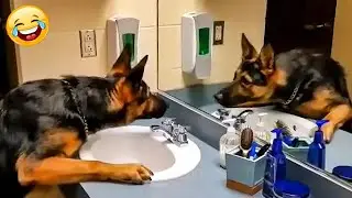 Funniest Animal Videos Caught On Camera - Hilarious Animals 2026