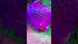#shorts #short #youtubeshorts Colourful Our National Bird 😱😱🦚🦚🙌 Jai Hind👮