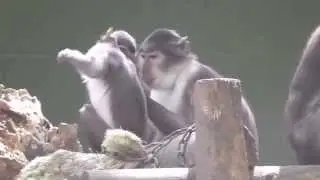 SNATCHING OBJECT - Agonistic behaviors: dominance