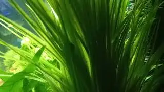 Bladder Snail (Physella acuta)