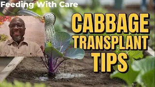 The Overlooked Step That Makes Red Cabbage Grow Faster After Transplanting