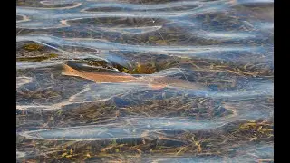 Fishing for Tailing Redfish