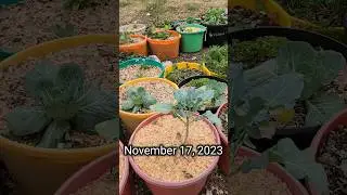 🥦Full Garden🧄 #shorts #garden #compost #container #broccoli #brussels #full #flowers #food #soil