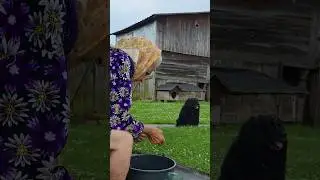 Grandma closes cucumbers. #village #villagefood #cucumbers #recipe
