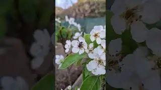 #Oxythyrea funesta #oxythyrea  #pesco #fioripesco