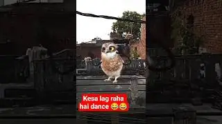 ullu ka dance very very funny 🤣😂🤣#sorts #funny #shortfeed