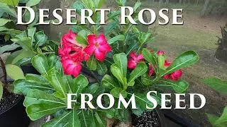 Desert Rose Grown from Seed #desertrose #germinatingseeds #germination #gardening #greenhouse
