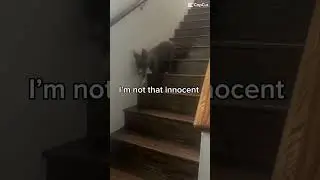 My dog Dior :D #fyp #dogs #stairs #falling #funny #tekit