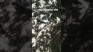 nagaagaŵan sila #yutubeshorts #fypシ゚viral #fypyoutube #patuka #hayop