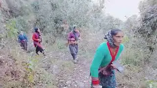 आज जंगल बांज के लिए... सब इधर उधर चले गए ❤️☺️🌿🌿🌿💗💗