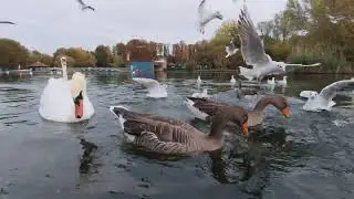 Birds in Wicksteed Park Kettering 