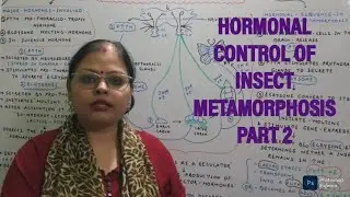 HORMONAL CONTROL OF INSECT METAMORPHOSIS ( PART 2)//INSECT METAMORPHOSIS//ARTHROPODA//MSC ZOOLOGY. 