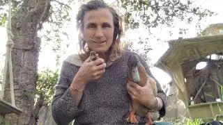 Entoni  und Fridolin Ententalk#cute #nature #funny #duckling #animals #offgridliving