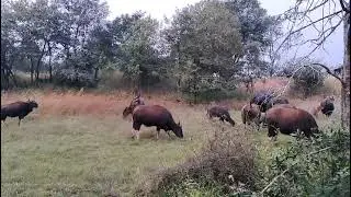 पन्हाळ्याच्या पायथ्याशी असलेले गव रेडे #ytshorts #जंगलीजानवर#@ArvindKarnaleVideos