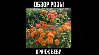 Обзор розы Оранж Беби (Спрей) - Orange Babyflor (Еvers Германия, 1994)