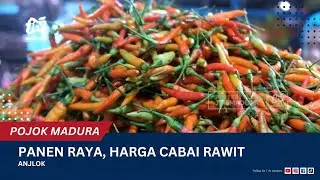 Panen Raya Harga Cabai Rawit Anjlok
