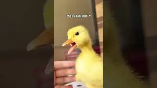 Baby duck&rsquo;s life 🦆#shorts