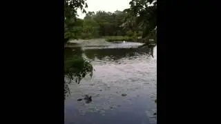 Swans gone wild