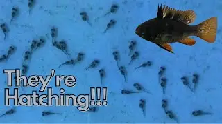 HOW TO: Hatch and Raise German Ram Fry (German Blue, Gold and Black)