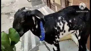 for sale desi femail goat #95150 97367