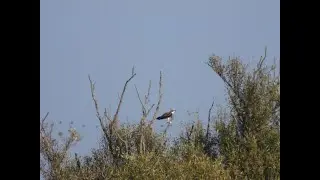 Visarend aan het ontbijt, Korendijk 060923