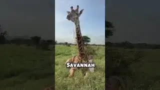 This Is What Animals Look Without Neck