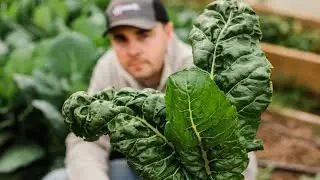 How We Grow The BEST Tasting Winter Greens!