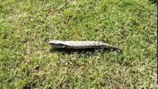 Blue Tounge Lizard crawling slowly ready to attack?