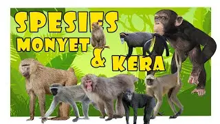 LEARNING - Let's Try to Know about monkey | Monkey species | #Monkey #Apes #Species