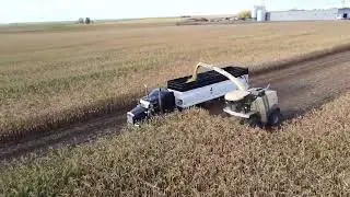 Alberta Corn Harvest | Krone Big X 750 in Action + Silage Hauling Fleet