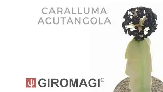 Caralluma acutangula