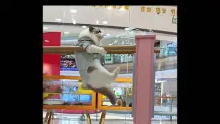 Кошачья гимнастика?! Посмотрите, как этот котёнок мастерски осваивает брусья! 🐱💪